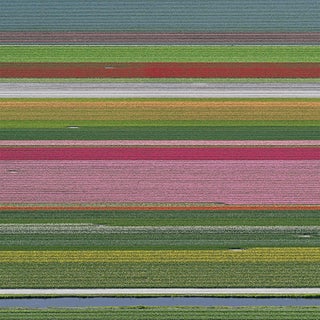 "AV_Tulip_Fileds_014" Contemporary Limited Edition Fine Art Photograph Print by Bernhard Lang For Sale