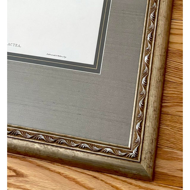 1990s 1990s J. Gould Blue-Breasted Sapphire Hummingbird Print, Framed and Matted For Sale - Image 5 of 7