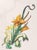 Salvador Dali (Spanish, 1904-1989), "Hemerocallis Thumbergii Elephanter Furiosa" [Furious Daylily Elephant], Etching and...