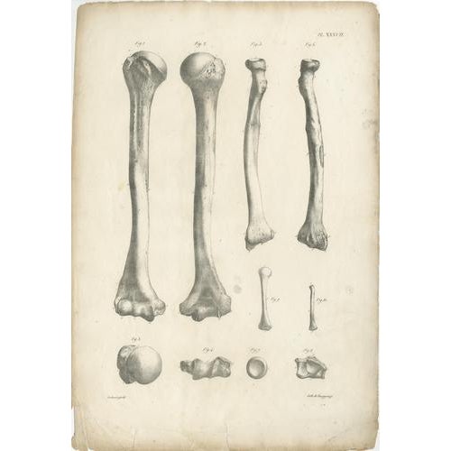 Cloquet, French Anatomical Osteology, 1821, Lithograph, Set of 3 For Sale - Image 4 of 9