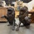 This impressive pair of patinated bronze lions exudes strength, presence, and timeless appeal. Beautifully cast with...