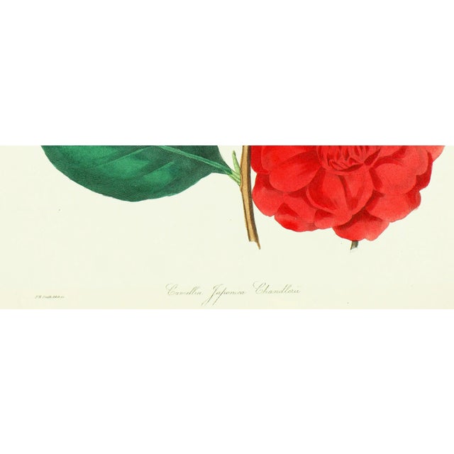Framed 1836 Paxton Camellia Japonica Chandleru (Japanese Camellia) Flower Engraving For Sale - Image 4 of 4