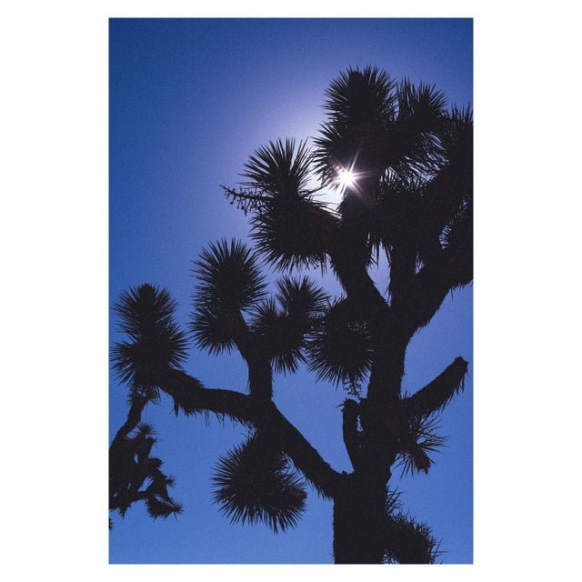 Joshua Tree No. 10 For Sale