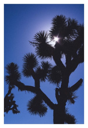 Joshua Tree No. 10