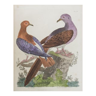 Antique English Hand Colored Bird Engraving For Sale