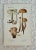 1910 Botanic Mushroom Fungi Color Lithograph, German Art Print For Sale - Image 4 of 4
