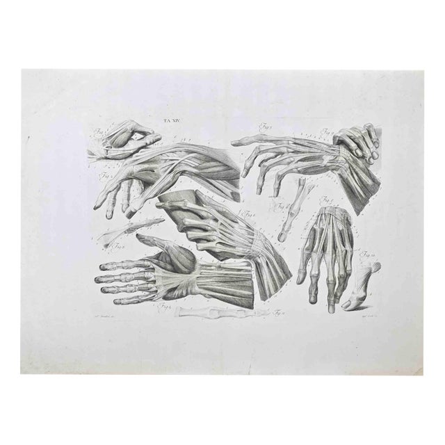 Paolo Mascagni, Anatomy of the Hand, 1810, Etching For Sale