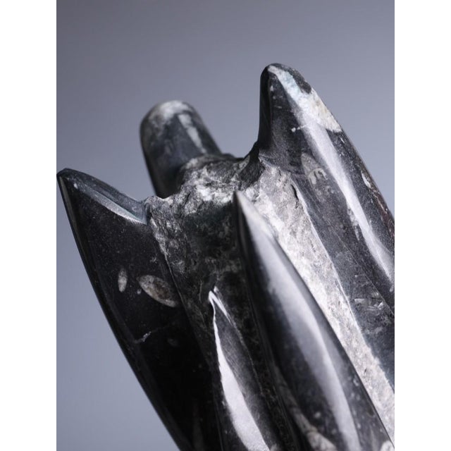 Hand-Carved Orthoceras Fossil Sculptures in Black Limestone, Morocco, Set of 2 For Sale - Image 13 of 15