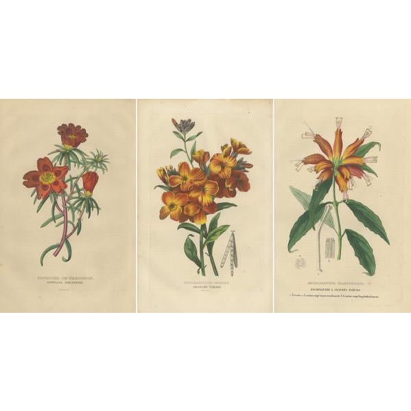 Drapiez, Flowers, Hand-Colored Engravings, 1845, Set of 3 For Sale - Image 6 of 6