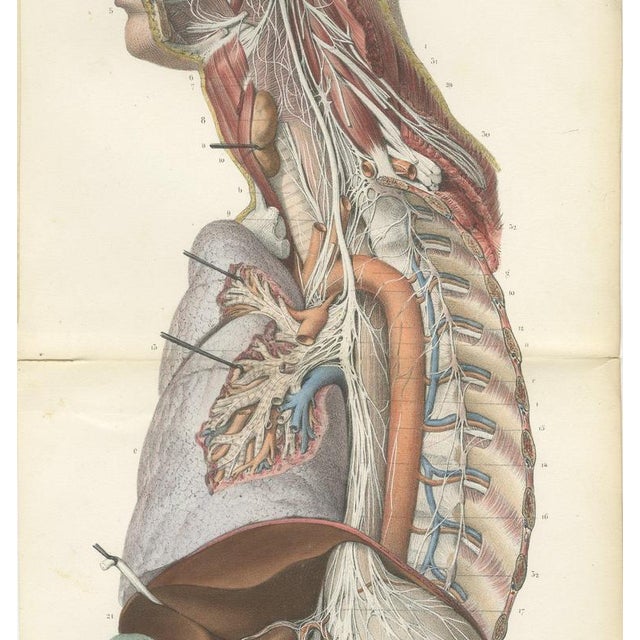 Hirschfeld and Leveille, Vagus and Sympathetic Nerves of the Trunk, 1866, Paper For Sale - Image 4 of 12