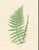 Green Botanical Ferns by Henry Bradbury- Plates 1-9 - Set of 9 For Sale - Image 8 of 10