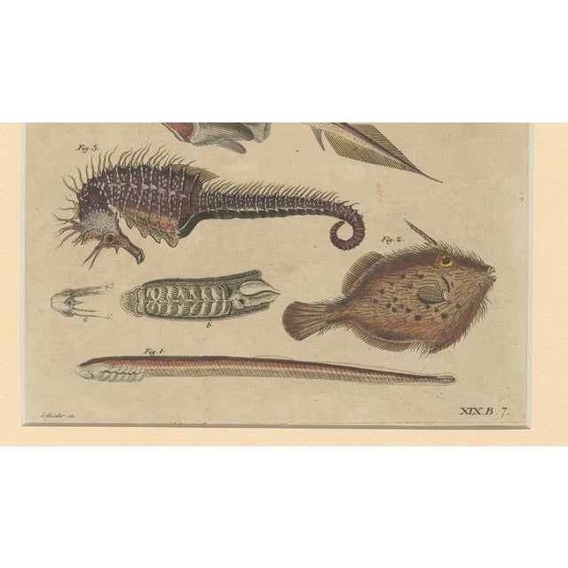 Early 19th Century Bertuch, Seahorse, Frilled Shark & Curious Fish, 1821, Engraving For Sale - Image 5 of 9