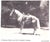 Traditional "Dude Ranches and Ponies" 1936 Smith, Lawrence B. For Sale - Image 3 of 12