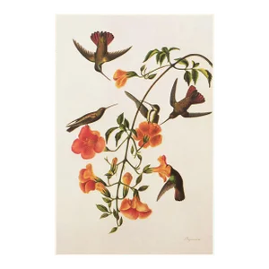 1966 Black-Throated Mango After Audubon, Cottage Style Print
