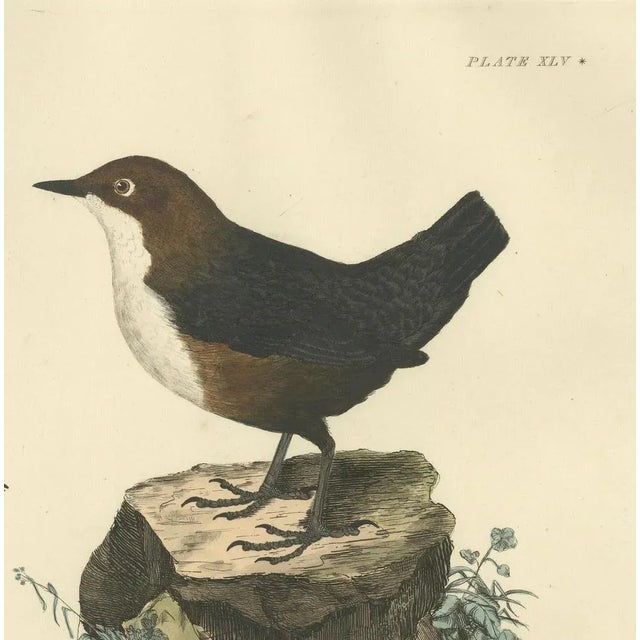 Selby, Aquatic Songbirds Named Dippers, 1826, Hand-Colored Print For Sale - Image 6 of 7