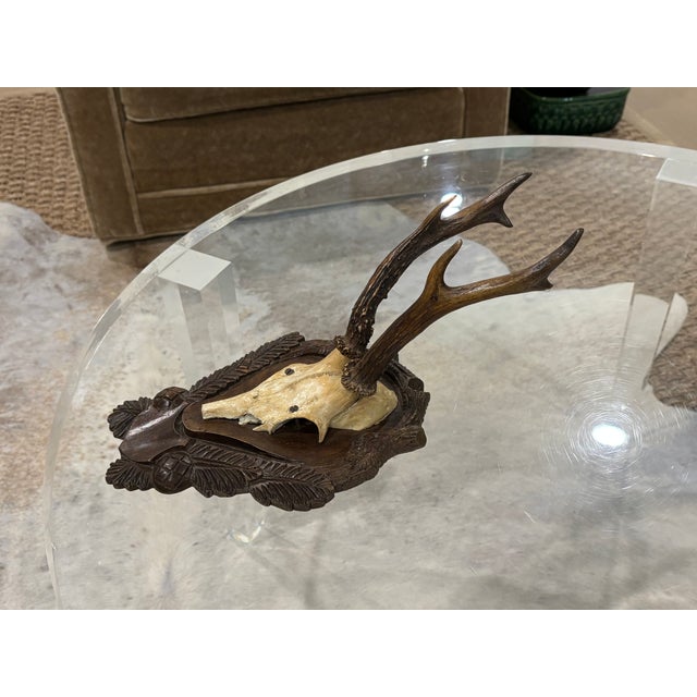 Wood Antique Black Forest Roe Deer Trophy Antler Mount - (#3 of 3 Individual Mounts Listed) For Sale - Image 7 of 12