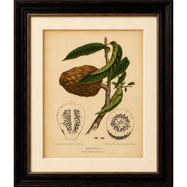 Paper Sheep van Nooten, Bullock's Heart Botanical, 1880, Chromolithograph For Sale - Image 7 of 9