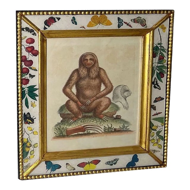 Sloth Engraving Circa 1758 For Sale