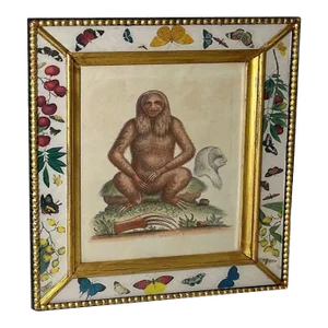 Sloth Engraving Circa 1758