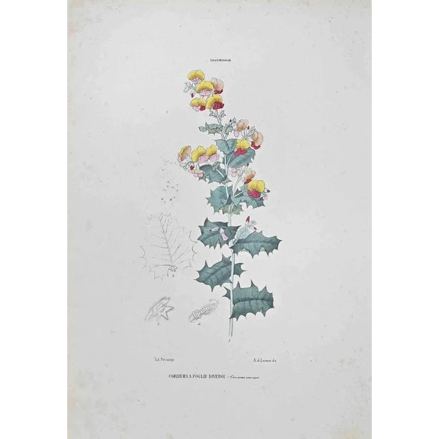 Lithograph hand watercolored. Belongs to the Series "Atlante di Botanica popolare ossia Illustrazione di Piante Notevoli...
