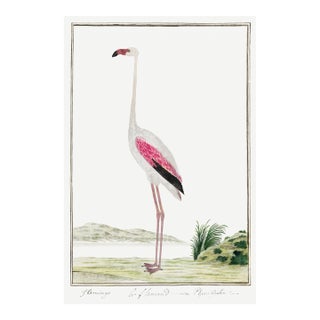Greater Flamingo by Robert Jacob Gordon, Vintage Art Print Reproduction, 24" × 36" For Sale