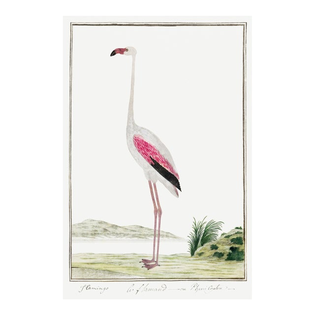 Greater Flamingo by Robert Jacob Gordon, Vintage Art Print Reproduction, 24" × 36" For Sale