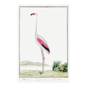 Greater Flamingo by Robert Jacob Gordon, Vintage Art Print Reproduction, 24" × 36"