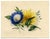 An original c.1825 watercolour painting, James Holland OWS, Morning Glory & Marguerite Daisy Flower.An exceptional flower...
