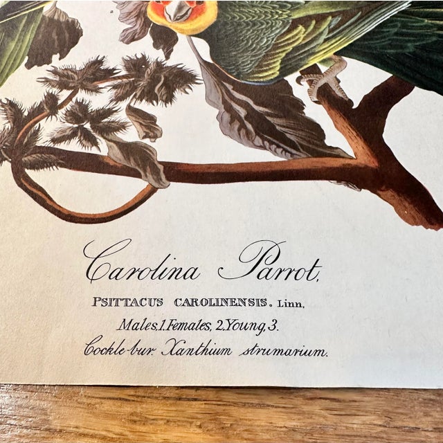 John James Audubon Mid 20th Century Vintage Audubon Carolina Parrots Plate XXVl Lithograph For Sale - Image 4 of 12