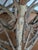 Antique Adirondack Twig Occasional Table For Sale In Baltimore - Image 6 of 6