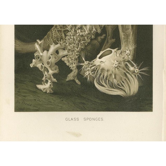 Paper Richard Lydekker, Glass Sponges Deep-Sea Marine Life, 1896, Color Process Print For Sale - Image 7 of 9