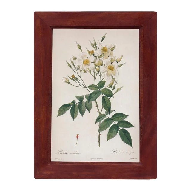Illustration Rosa Moschata Musk Rose Vintage Color Illustration Reproduction Print Behind Glass in Wood Frame For Sale - Image 3 of 3