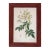 Illustration Rosa Moschata Musk Rose Vintage Color Illustration Reproduction Print Behind Glass in Wood Frame For Sale - Image 3 of 3