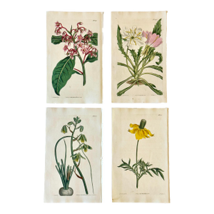 Original Botanical Engravings by William Curtis, 1816- Set of 4