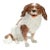 Antique Dresden Porcelain King Charles Spaniel Sculpture or Figurine For Sale