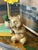 Vintage Brass Bronze Lucky Bamboo Panda Statue Sculpture Figure For Sale - Image 4 of 12