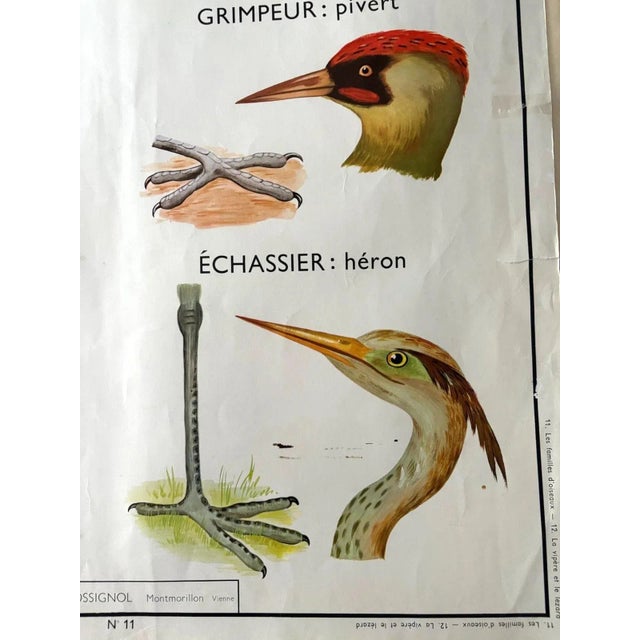 Rossignol 1960s Two-Sided French School Science Poster - Reptiles & Birds, 34x29 For Sale - Image 10 of 11