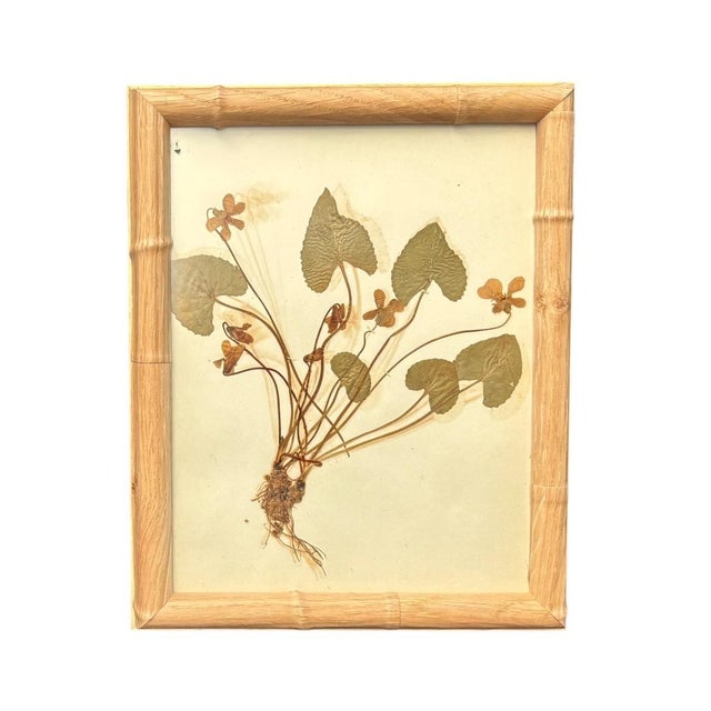 1893 Herbarium Botanical Specimens, Set of 12 For Sale - Image 9 of 17