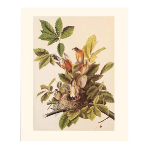 1966 Vintage Farmhouse Cottage Print "American Robin" After John James Audubon