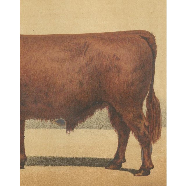 Olivier De Penne, West Highland Ox, Scottish Cattle, 1863, Chromolithograph For Sale - Image 6 of 9