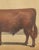 Olivier De Penne, West Highland Ox, Scottish Cattle, 1863, Chromolithograph For Sale - Image 6 of 9