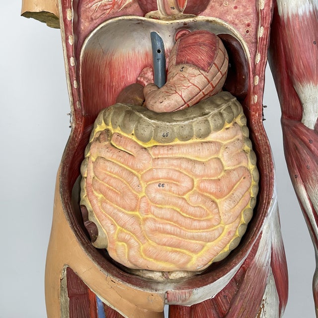 Italian Anatomical Mannequin, 1960s, 1960s, Metal & Wood & Rubber For Sale - Image 11 of 18
