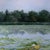 The Lily Pond by Sheri Farabaugh | Oil on Canvas Landscape with lily pads and flowers on water For Sale - Image 4 of 5