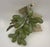 Vintage Light Green Jade Grape Cluster With Stone Leaves For Sale - Image 9 of 10