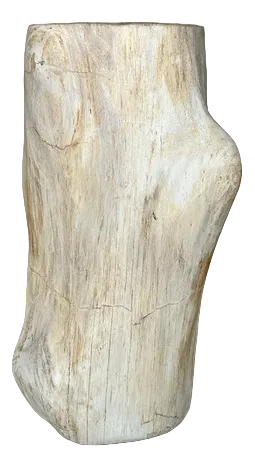 Large White Petrified Wood Accent Piece with Organic Knot