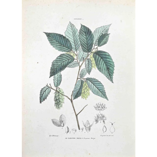 Vincenzo Tenore, The Black Hornbeam, Lithograph, 1870s For Sale