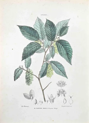 Vincenzo Tenore, The Black Hornbeam, Lithograph, 1870s