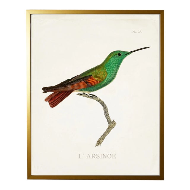 Framed Hummingbird Reproduction Print Plate 28 in a Gold Shadowbox For Sale