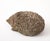 Gray Reconstituted Stone Hedgehog Garden Ornament, 20th Century For Sale - Image 8 of 10