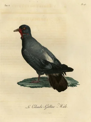 After Reinold, Bird Illustration of a Dove Named Le Colombi-Galline, Male, 1800, Print